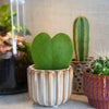 Geschenk-Set „Love“ – Herzblatt, Topf, Grußkarte & Geschenktüte
