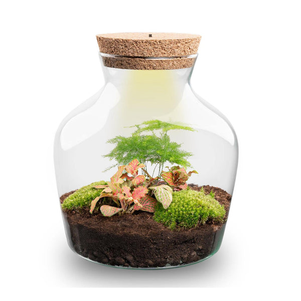 Flaschengarten-Set „Little Joe" – DIY-Terrarium mit Beleuchtung – Ansicht 2