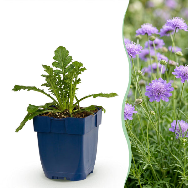 Tauben-Skabiose ‚Butterfly Blue' – Scabiosa columbaria