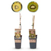 Kiwi-Set „Grün & Gelb" – Kiwi ‚Jenny' und ‚Golden Kiwi' – Ansicht 2