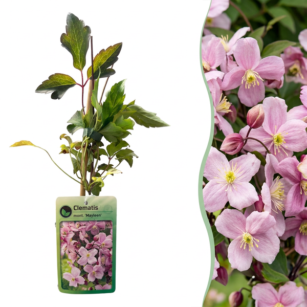 Bergwaldrebe ‚Mayleen' – Clematis montana – 1 Stück