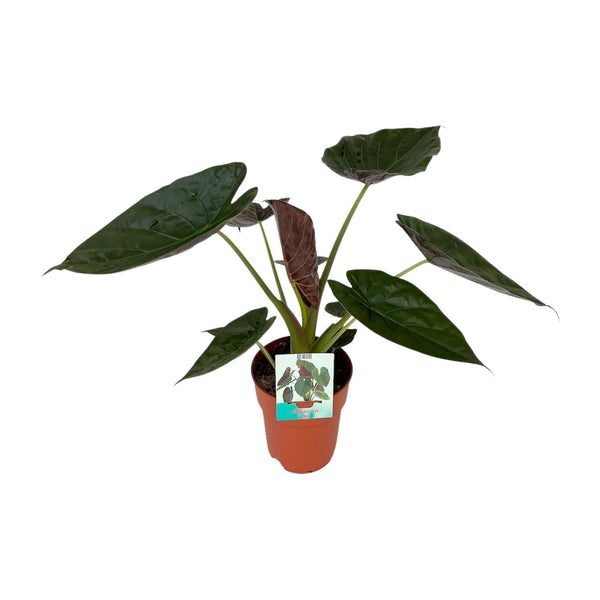 Alocasia wentii