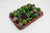 Sukkulenten-Set „Mix