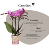 Schmetterlingsorchidee ‚Mineral Vienna' – Phalaenopsis – Ansicht 10