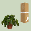 Ufopflanze – Pilea peperomioides – Ansicht 3