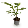 Stern-Magnolie ‚Royal Star' – Magnolia stellata – Ansicht 2