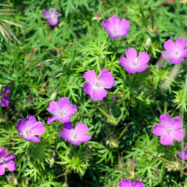 Blutroter Storchschnabel – Geranium sanguineum – Ansicht 8