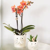 Schmetterlingsorchidee ‚Mineral Bolzano' – Phalaenopsis – Ansicht 11