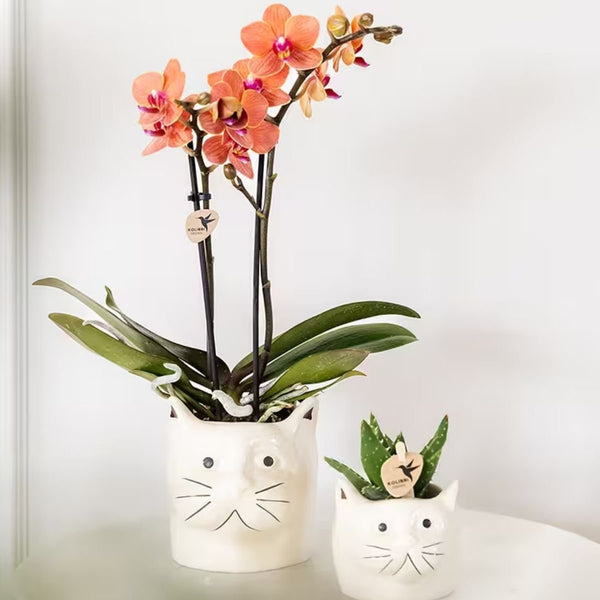 Schmetterlingsorchidee ‚Mineral Bolzano' – Phalaenopsis – Ansicht 11