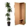 Drachenbaum ‚Dorado' – Dracaena fragrans – Ansicht 3