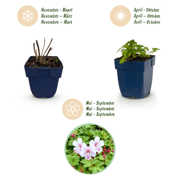 Storchschnabel ‚Spessart' – Geranium macrorrhizum – Ansicht 4