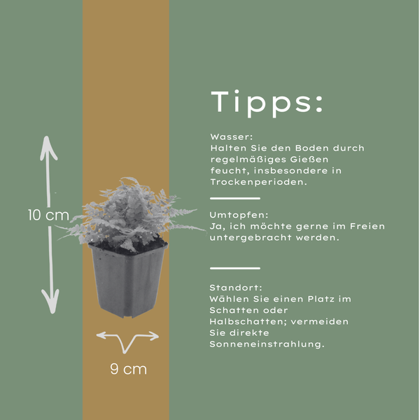 Gewöhnlicher Wurmfarn – Dryopteris filix-mas – Ansicht 4