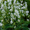 Balkan-Storchschnabel ‚White Ness' – Geranium macrorrhizum – Ansicht 7