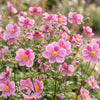 Herbst-Anemone ‚Splendens' – Anemone hupehensis – Ansicht 5