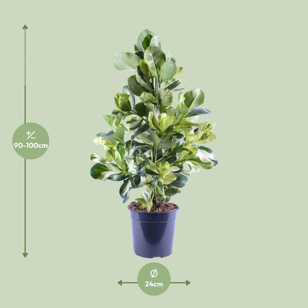 Balsamapfel ‚White Star' – Clusia rosea – Ansicht 2