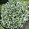 Kriechspindel ‚Emerald Gaiety' – Euonymus fortunei – Ansicht 6