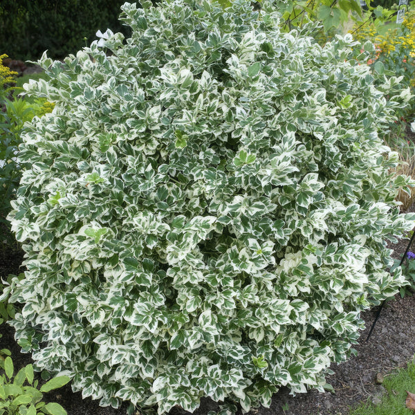 Kriechspindel ‚Emerald Gaiety' – Euonymus fortunei – Ansicht 6