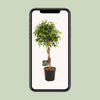 Birkenfeige ‚Exotica' – Ficus benjamina – Ansicht 4