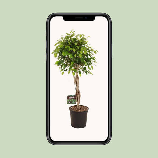 Birkenfeige ‚Exotica' – Ficus benjamina – Ansicht 4
