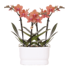 Orchideen-Set „Diabolo Twin White" – 2 Phalaenopsis ‚Bolzano'