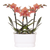 Orchideen-Set „Diabolo Twin White" – 2 Phalaenopsis ‚Bolzano'