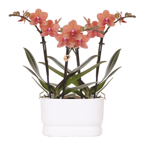 Orchideen-Set „Diabolo Twin White" – 2 Phalaenopsis ‚Bolzano'