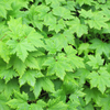 Herzblättrige Schaumblüte – Tiarella cordifolia – Ansicht 8