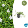 Kleines Immergrün ‚Gertrude Jekyll' – Vinca minor – 6 Stück