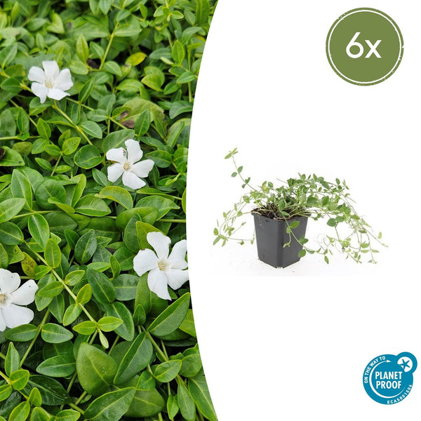 Kleines Immergrün ‚Gertrude Jekyll' – Vinca minor – 6 Stück