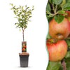 Apfelbaum ‚Elstar' – Malus domestica