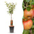 Apfelbaum ‚Elstar' – Malus domestica
