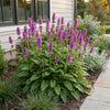 Ziest ‚Hummelo' – Stachys monieri – Ansicht 6