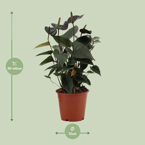 Flamingoblume ‚Black Love' – Anthurium andraeanum – Ansicht 4
