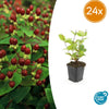 Johanniskraut ‚Beauty' – Hypericum × inodorum