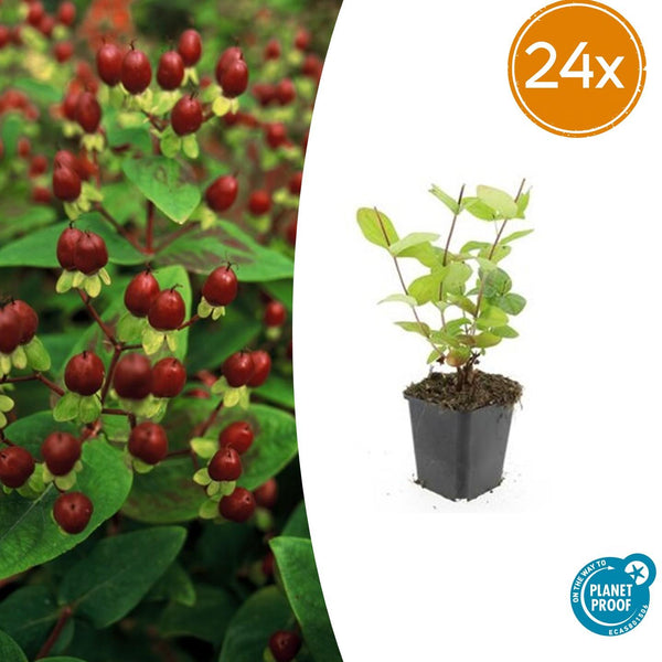 Johanniskraut ‚Beauty' – Hypericum × inodorum