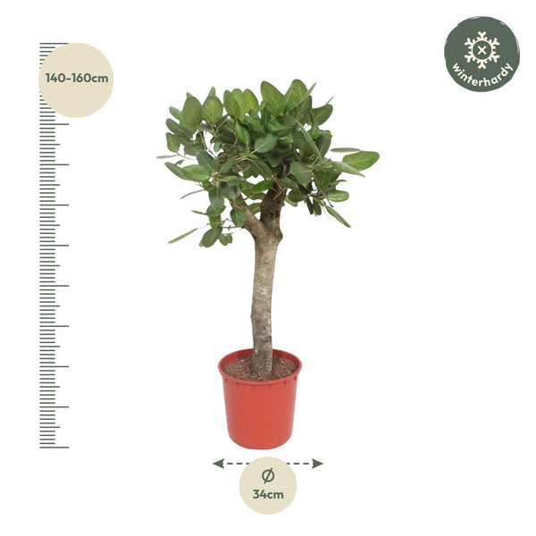 Bengalische Feige – Ficus benghalensis – Ansicht 2