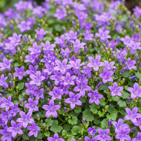 Polster-Glockenblume – Campanula portenschlagiana – Ansicht 5