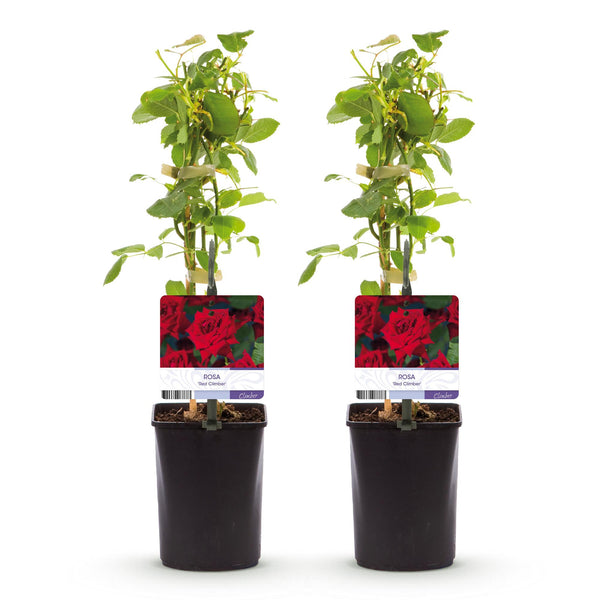 Kletterrose ‚Red Climber' – Rosa – Ansicht 2