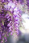 Blauregen ‚Naga Noda' – Wisteria floribunda – Ansicht 3