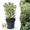Japanischer Spindelstrauch ‚White Spire' – Euonymus japonicus – 8 Stück