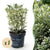 Japanischer Spindelstrauch ‚White Spire' – Euonymus japonicus – 8 Stück