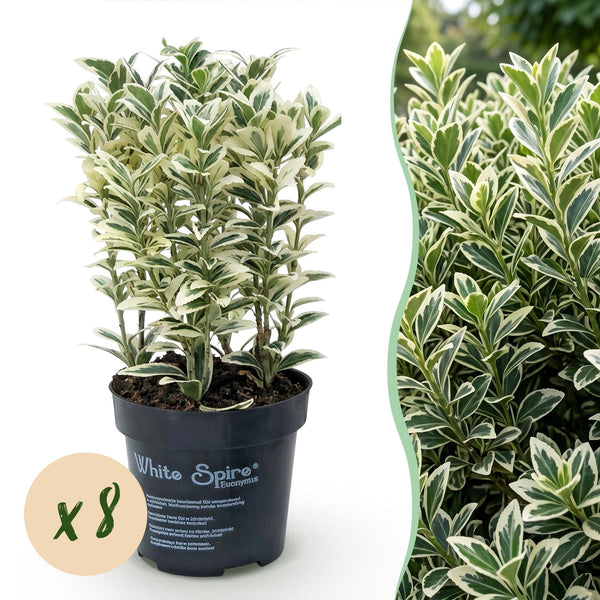 Japanischer Spindelstrauch ‚White Spire' – Euonymus japonicus – 8 Stück