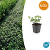 Kriechspindel ‚Dart's Blanket' – Euonymus fortunei