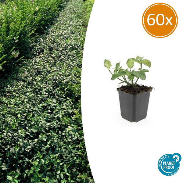 Kriechspindel ‚Dart's Blanket' – Euonymus fortunei
