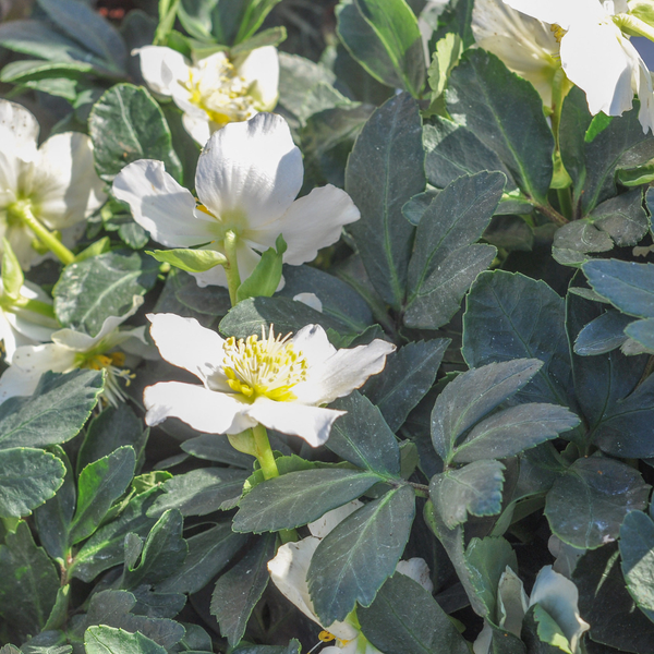 Lenzrose – Helleborus orientalis – Ansicht 7
