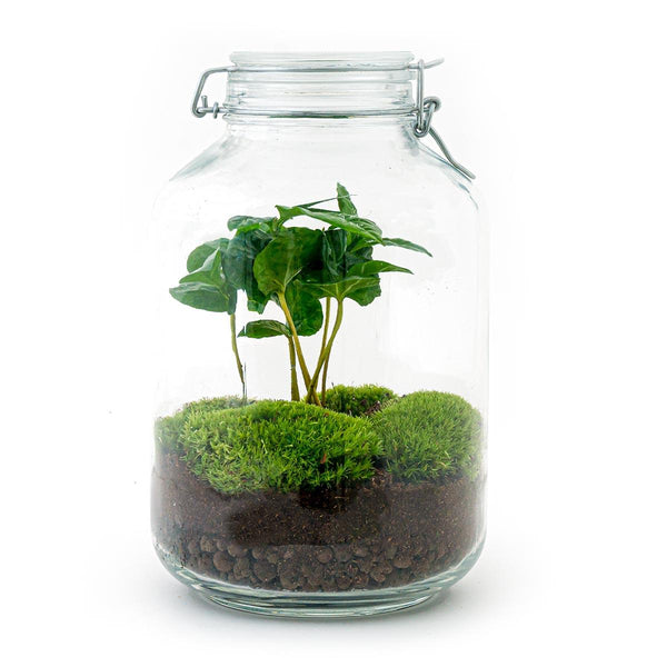 Flaschengarten-Set „Kaffeepflanze" – DIY-Terrarium mit Coffea arabica und Werkzeug – Ansicht 3