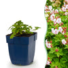 Storchschnabel ‚Spessart' – Geranium macrorrhizum – 1 Stück