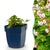 Storchschnabel ‚Spessart' – Geranium macrorrhizum – 1 Stück