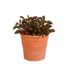 Peperomie – Peperomia graveolens