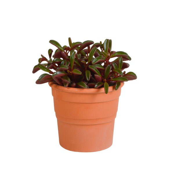 Peperomie – Peperomia graveolens